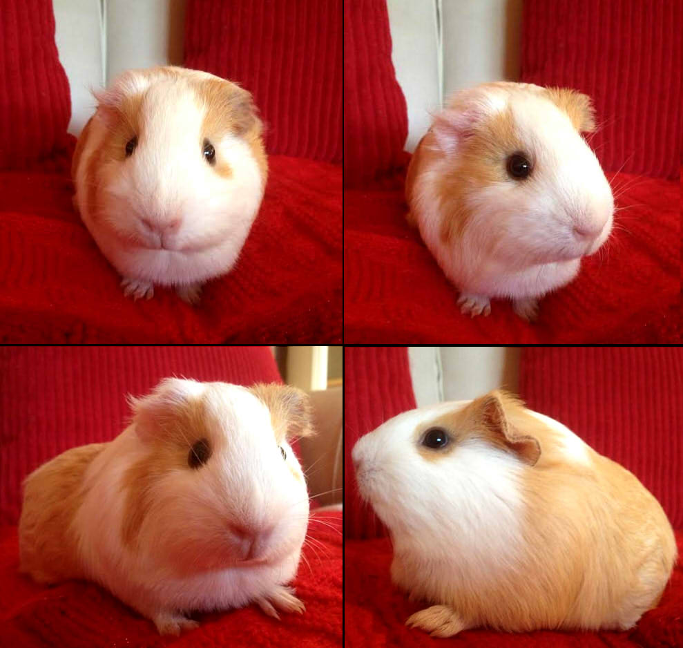 Lily the Guinea Pig