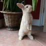 Bunny 3