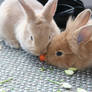 Bunny Food Fight