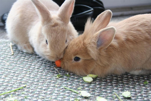Bunny Food Fight