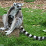 Lemur And Baby
