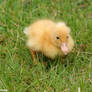 Duckling 2