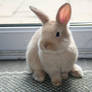 Bunny -Better Quality