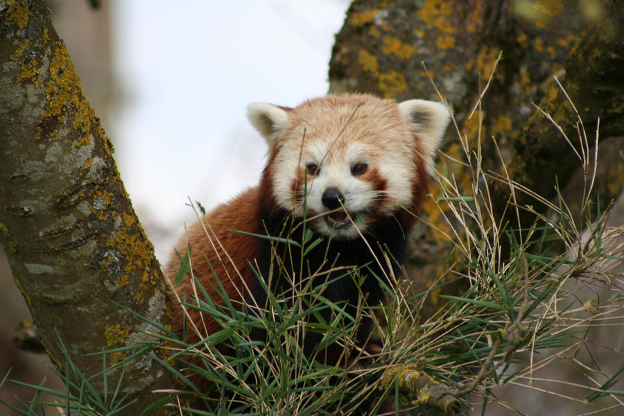 Red Panda nom