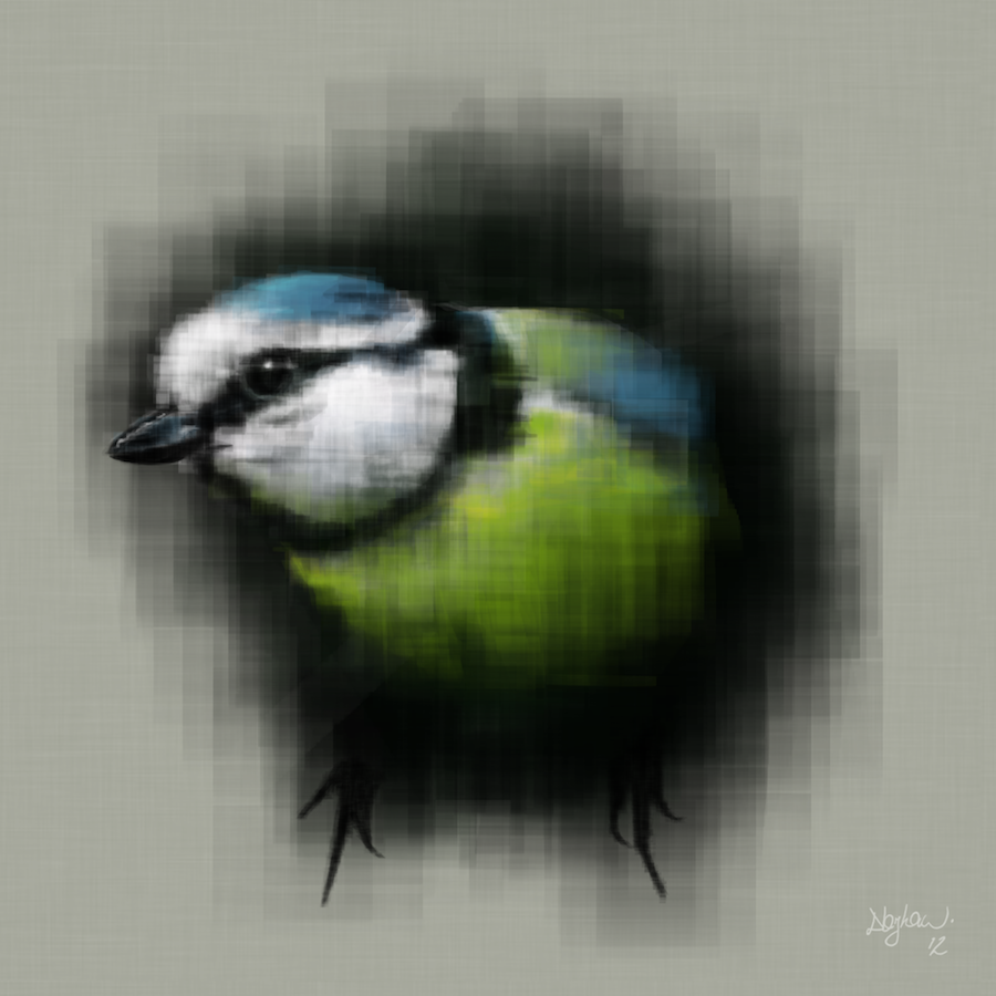 Blue Tit