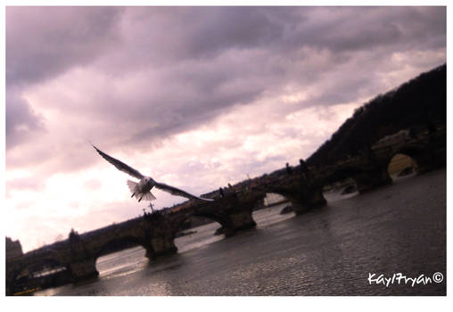 Charles bridge