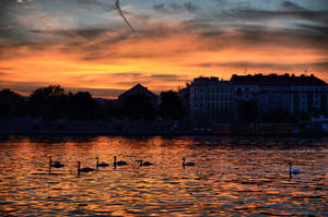 Swans' sunset