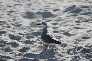 Bird on MB