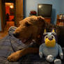 Chewie and Bluey being Buddies