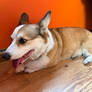 My Corgi Dog