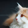 Bacardi ,- Maine Coon