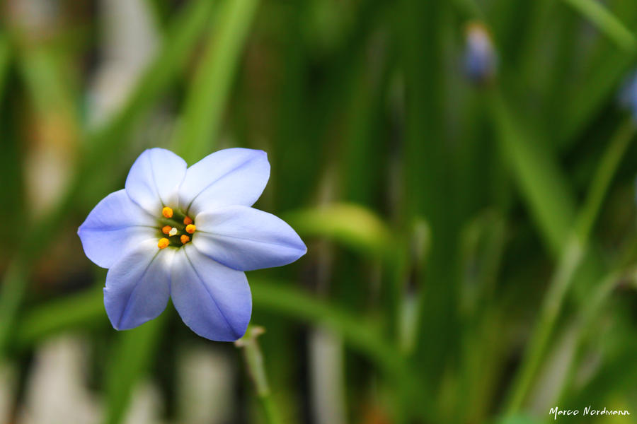 flowers pic nr.2