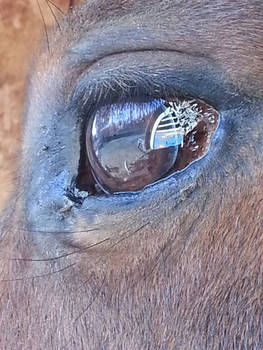 Through a horse's eye