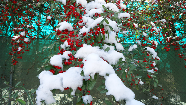 A little of snow on winter in Mendoza