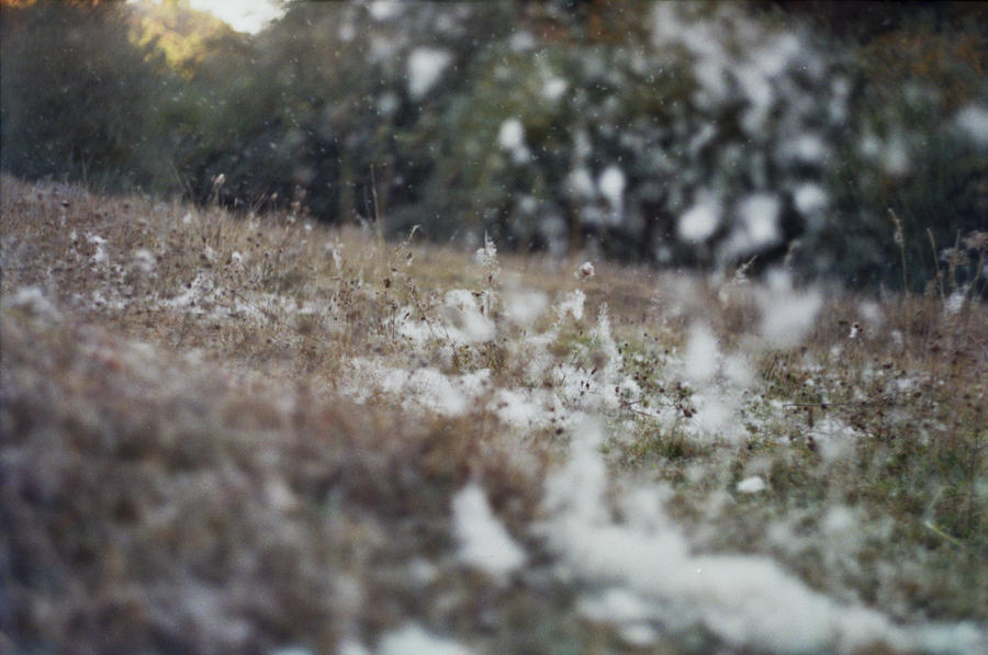 Cattails by ketis on DeviantArt