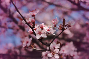 Enchanted Spring II