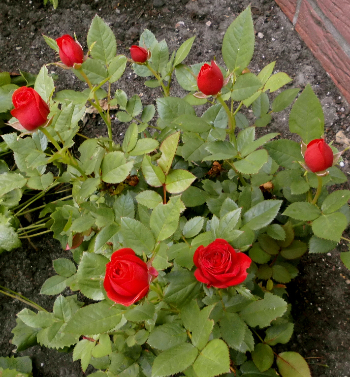 Little red roses by wolfempress1 on DeviantArt