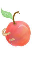 A - apple  worm