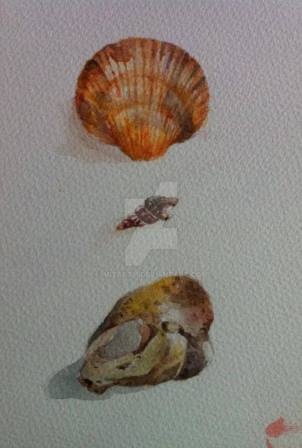 Shells by arTa0731 on DeviantArt