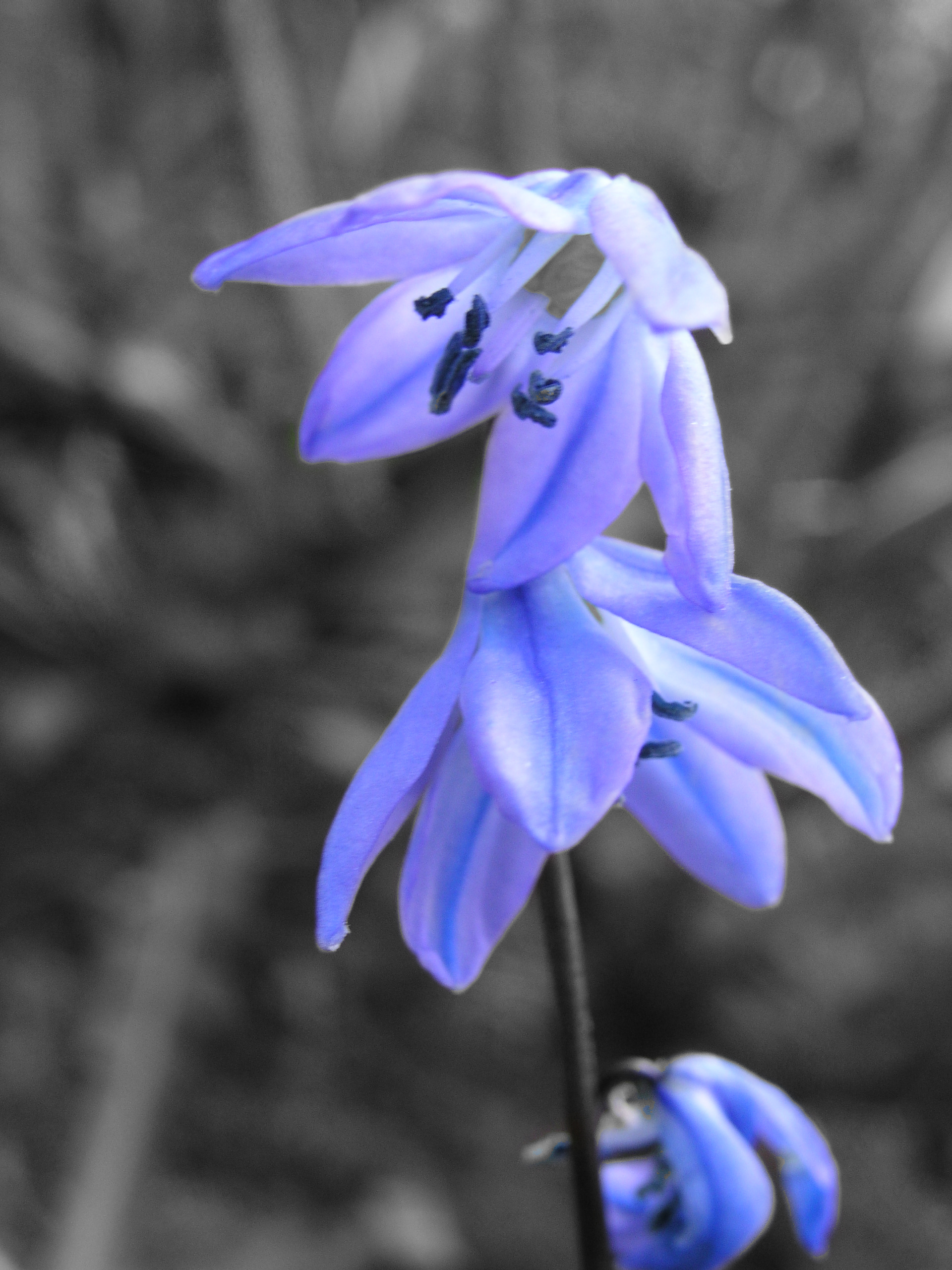 Blue Flower