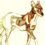 dhole alone