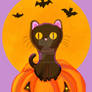 Pumpkins Cat