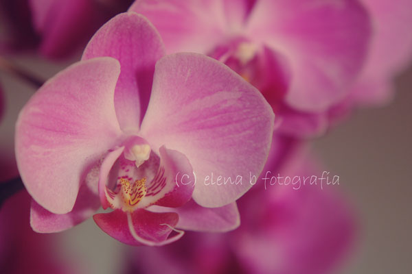 Orchids