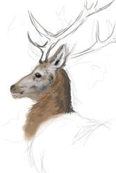 Open Canvas Practise - Red Deer