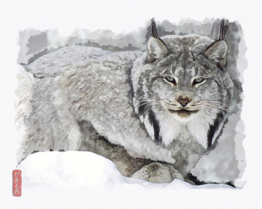 Canadian-lynx