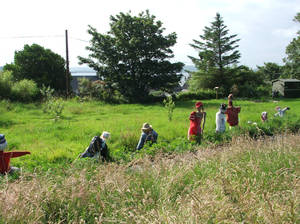 Iona Scarecrows