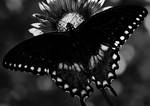 On Dark Wings by Shekhina