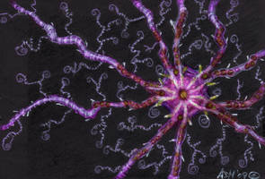 Basket Seastar +Revised+