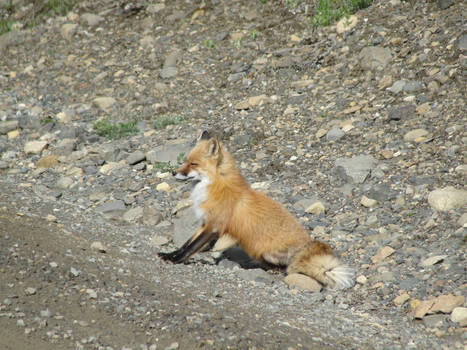 Sunny Day Fox