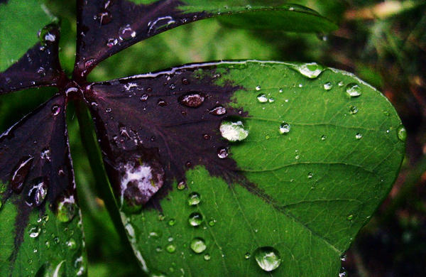 Exploding Shamrock Shamrock? by Electronic-Homicide on DeviantArt