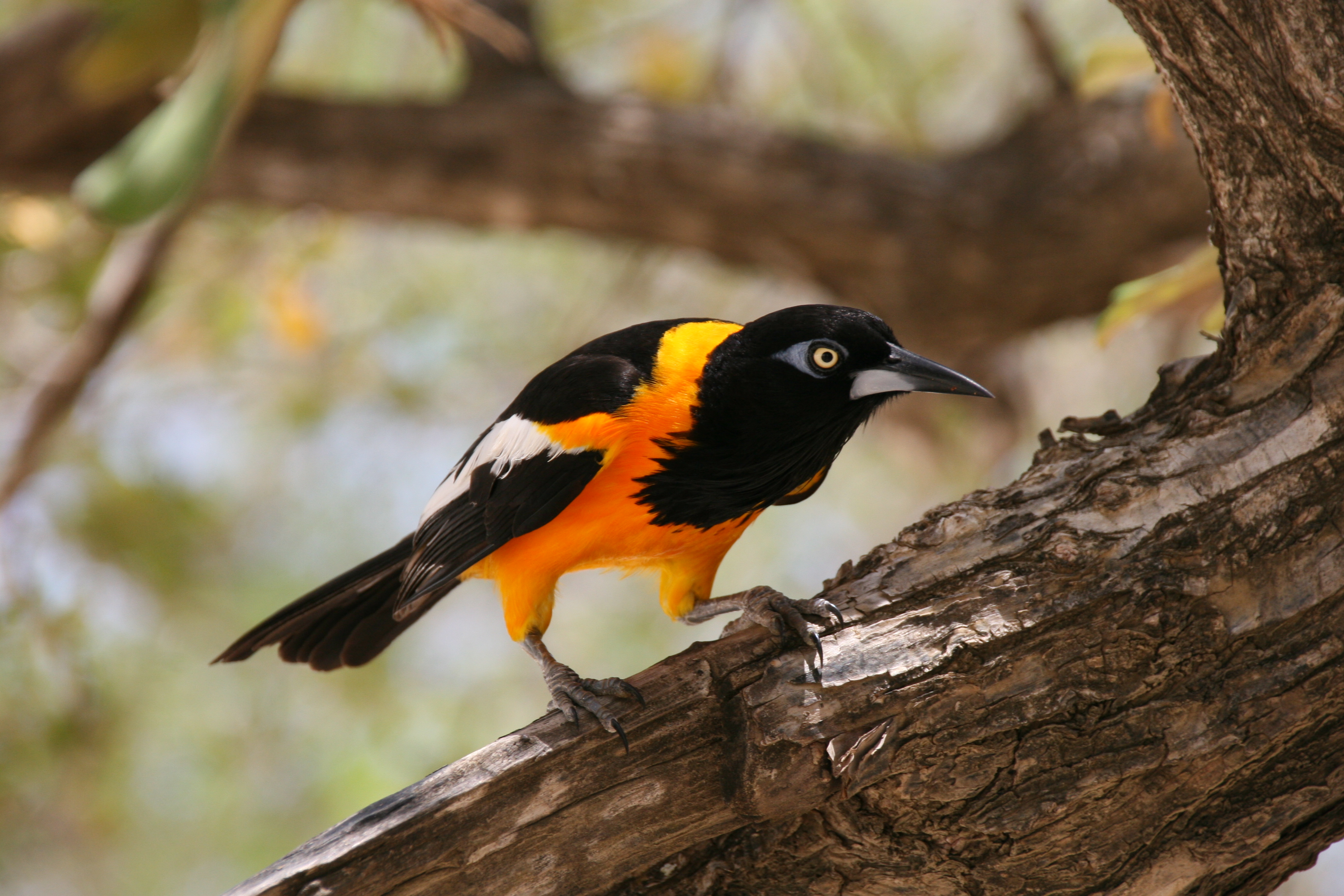 Venezuelan troupial