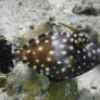 Whitespotted filefish