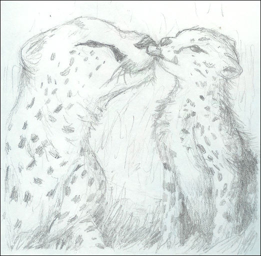 .Cheetah sketch.