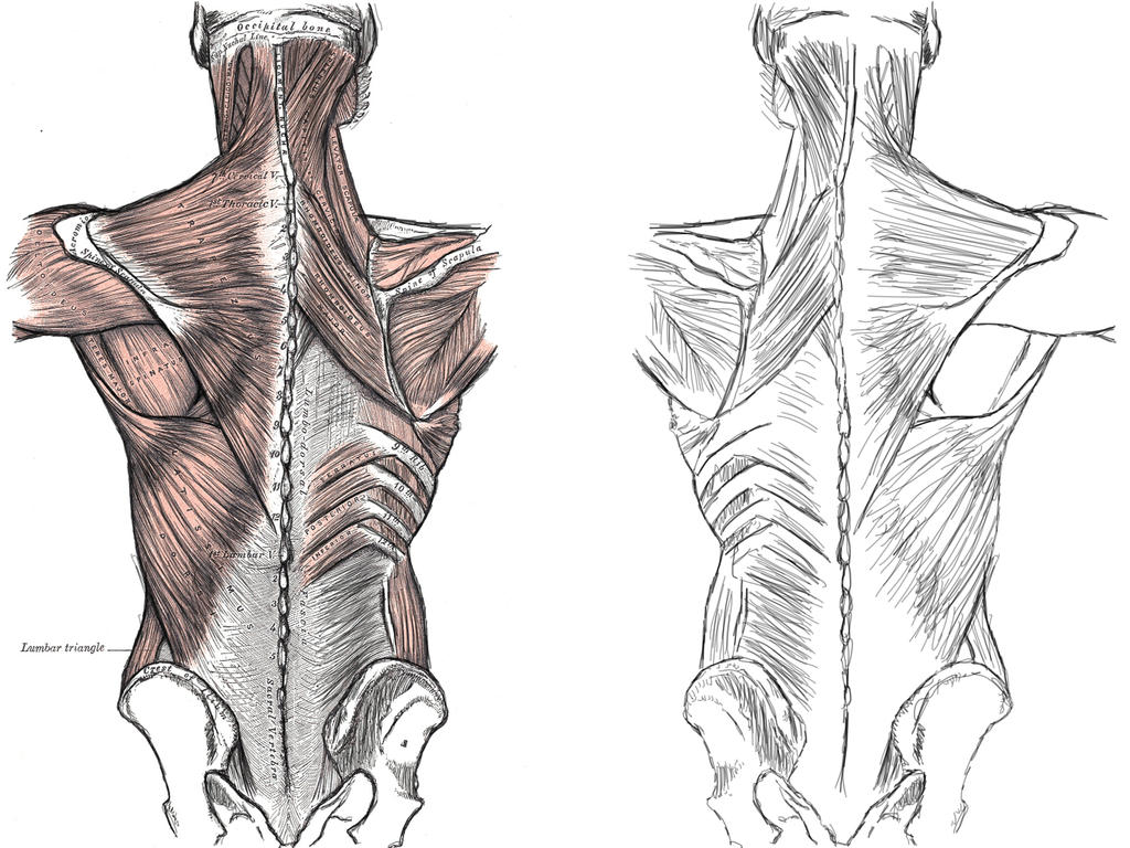 Human Anatomy - Back by jaidartsyfartsy on DeviantArt