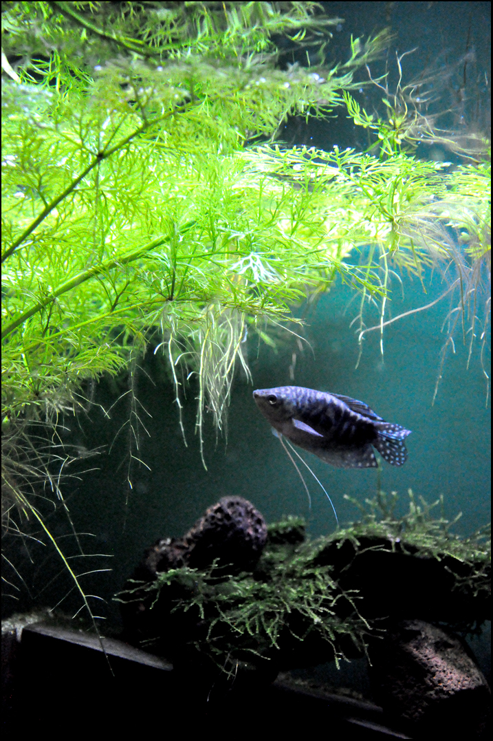 Pretty Gourami