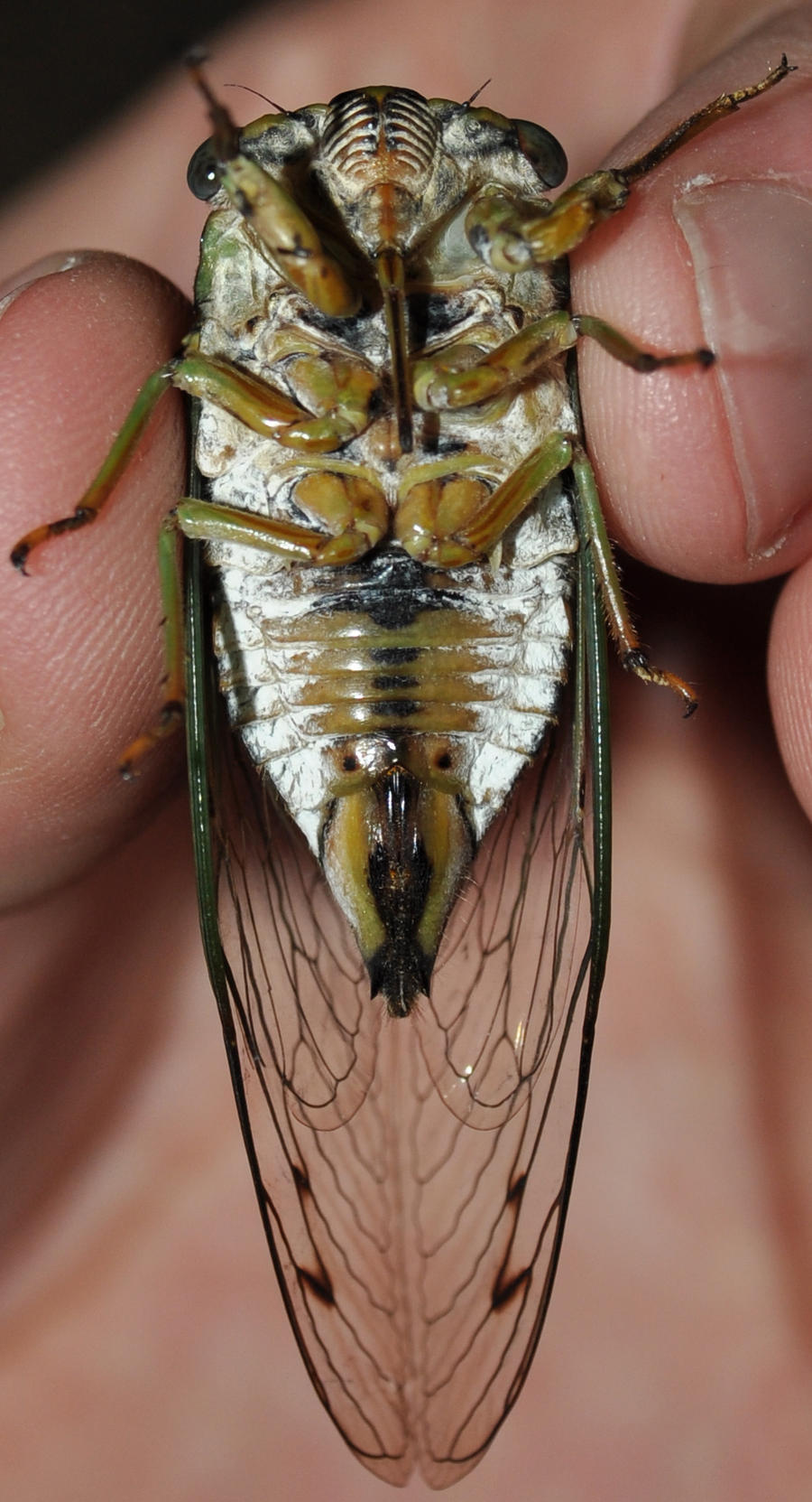 cicada's Belly