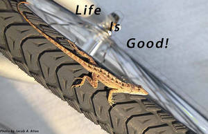 Life is Good lizard