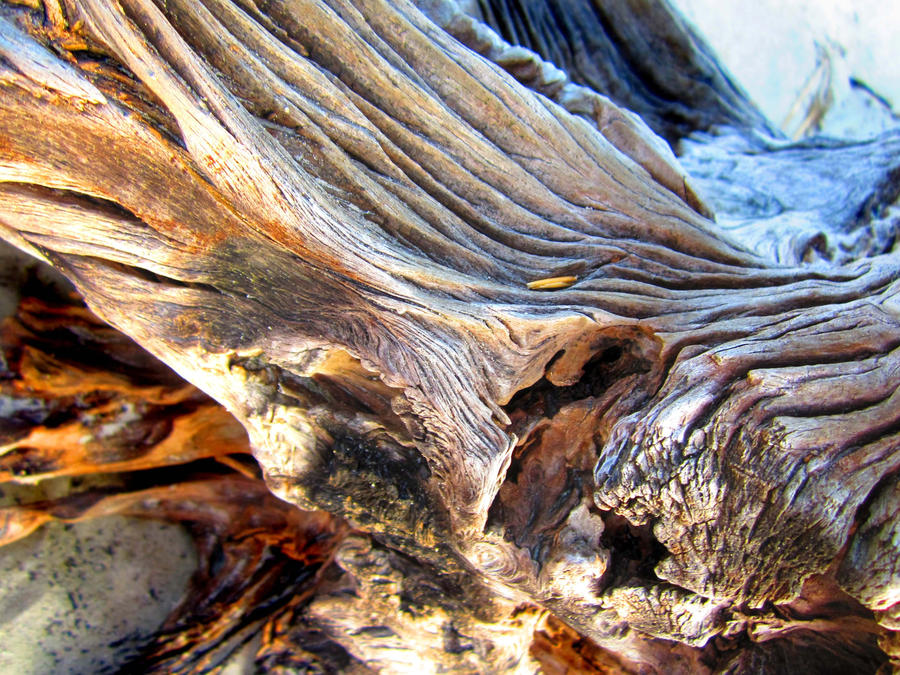 Driftwood