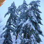 Snow-logged Trees