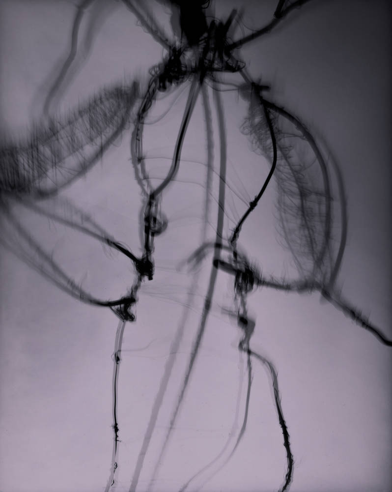 Insect Skeleton by reihirosuzuki on DeviantArt