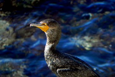 Double-Crested Cormorant