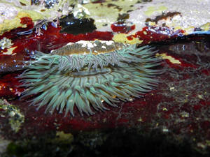 Starburst Anemones by Blackfoxx24 Starburst Anemones by Blackfoxx24