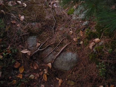 A Pretty rock with roots