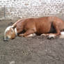 Sleeping Horse Stock 01