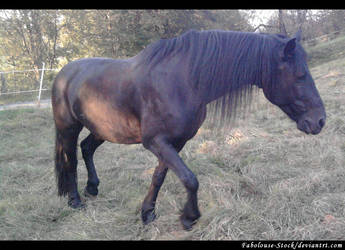 Friesian walking