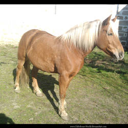 Haflinger front view